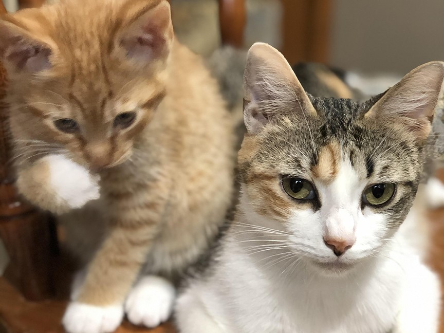 Standish Humane Society Impact