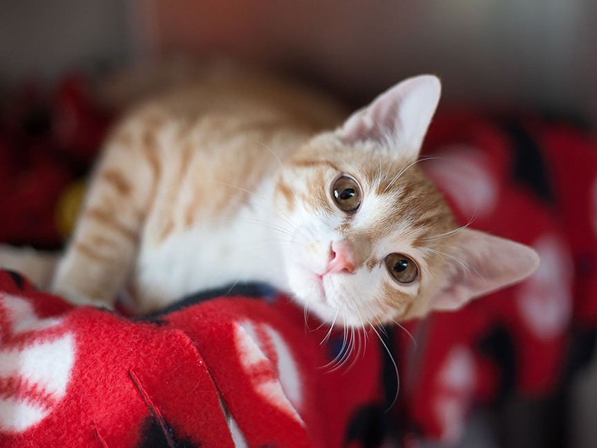 Northeast Animal Shelter Impact