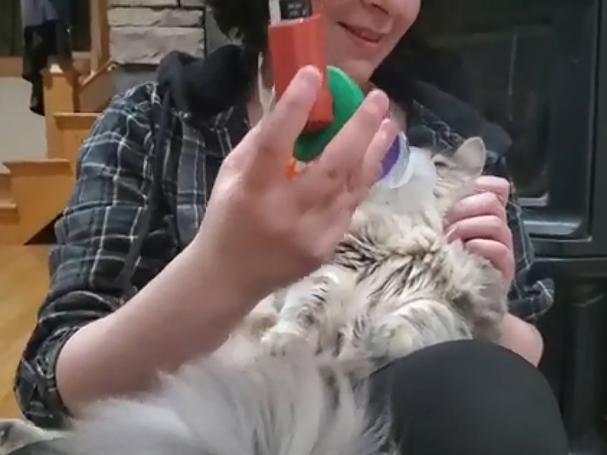 SPCA of Hancock County Impact