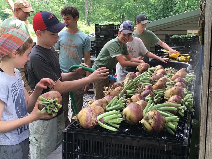 Natick Community Organic Farm Inc. Impact
