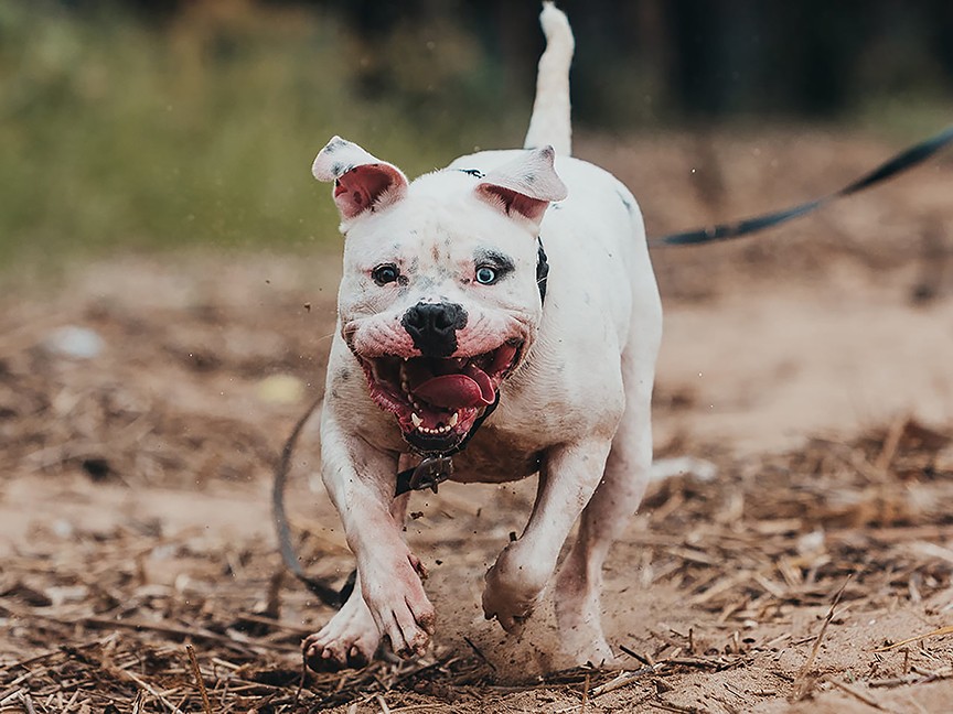 Woodbridge Animal Group Impact