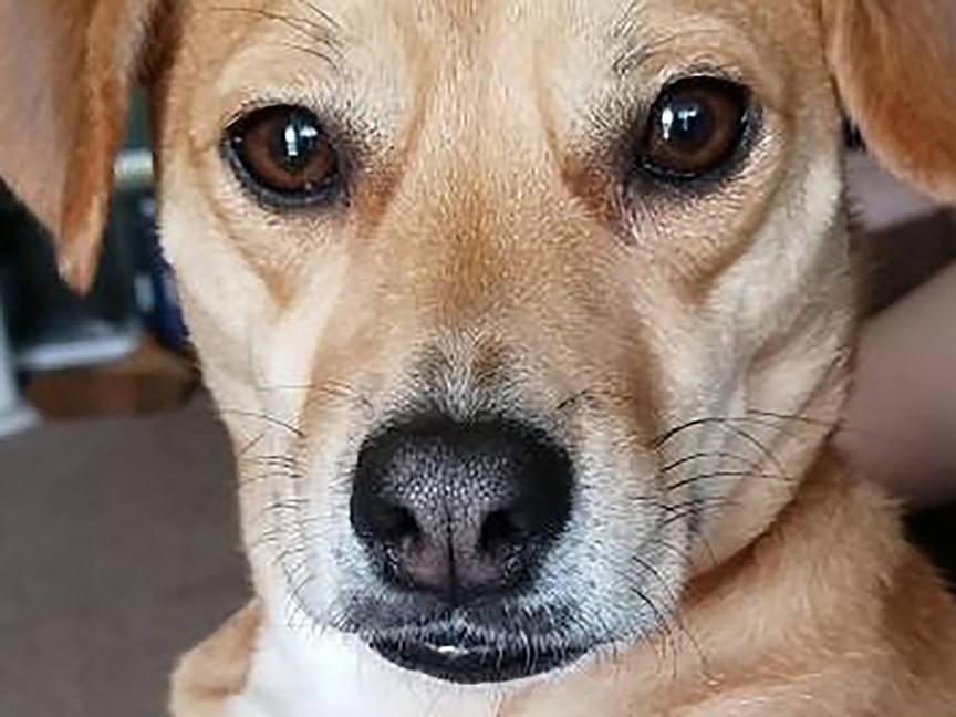 Women's Animal Center Impact