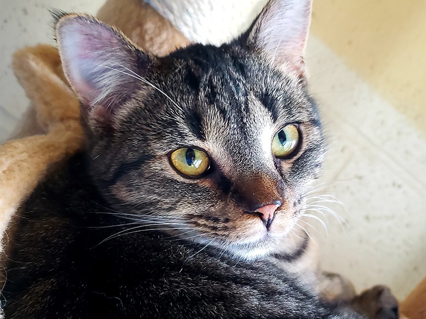 Pets Come First Impact
