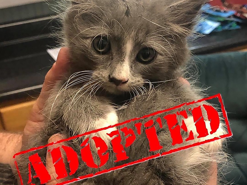 Little Victories Animal Rescue Group Impact