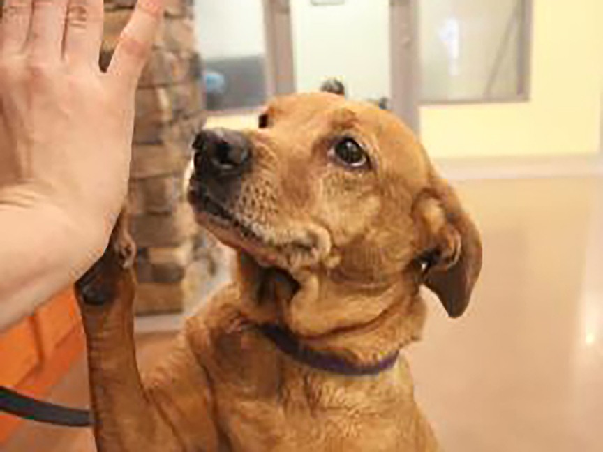 Lynchburg Humane Society Inc. Impact