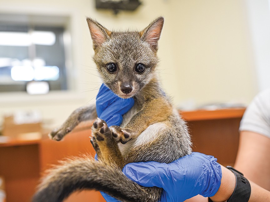 Austin Wildlife Rescue Impact