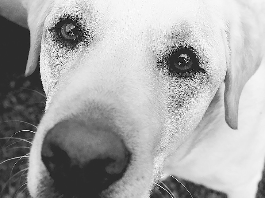 FETCH a Cure Impact