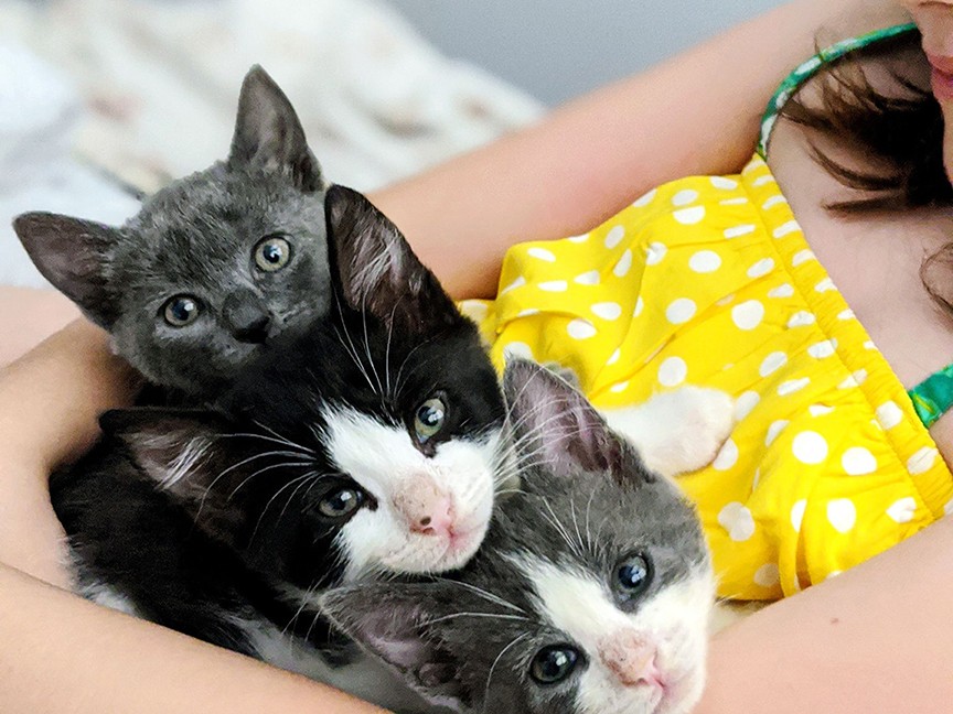 One Love Animal Rescue Impact