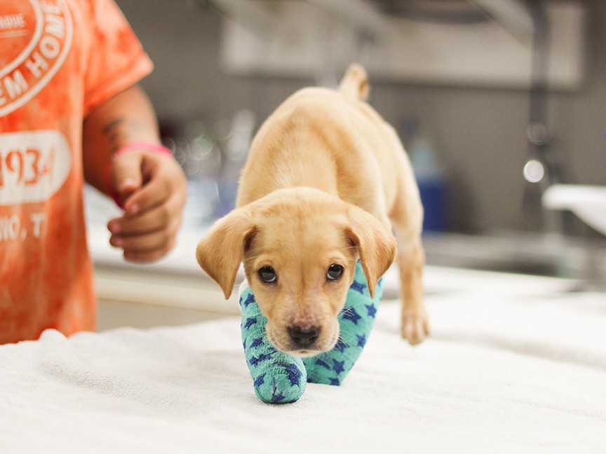 Animal Defense League of Texas Impact