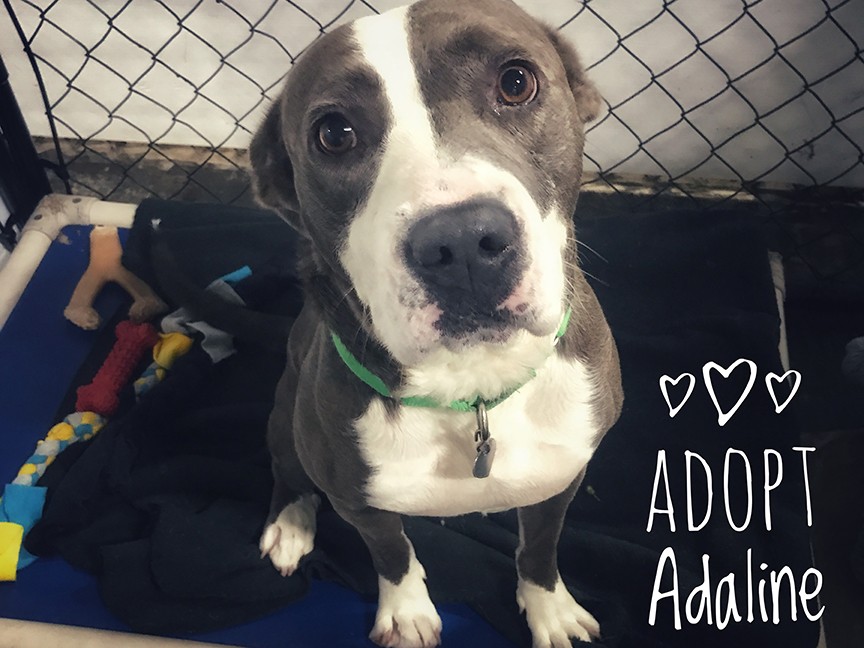 I Heart Dogs Rescue and Animal Haven Impact