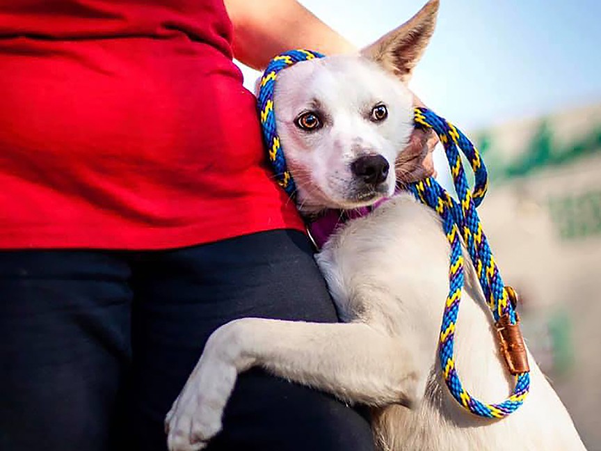 Friends of the Cuyahoga County Animal Shelter Impact