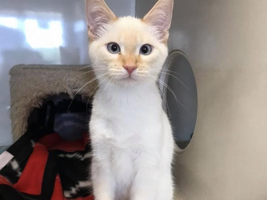Lake County Humane Society Impact