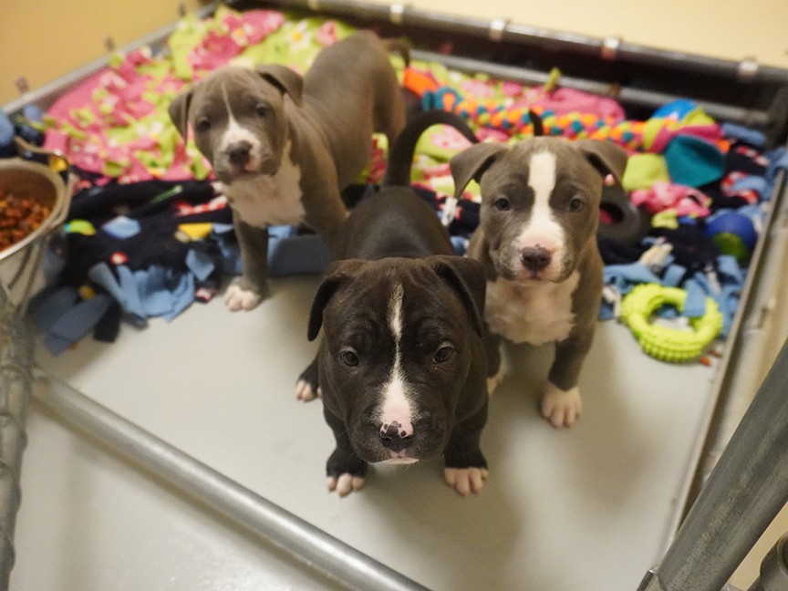 Sioux Falls Area Humane Society Impact