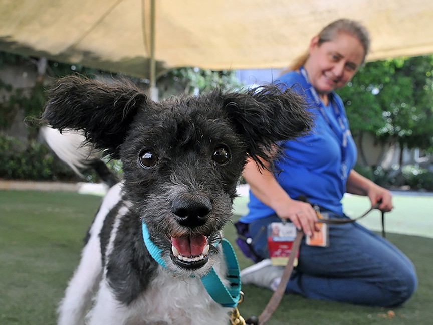 San Diego Humane Society and SPCA Impact
