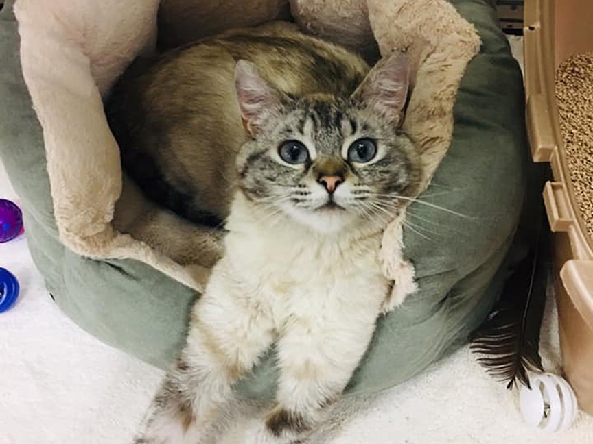Animal Rescue of Anderson Valley Impact
