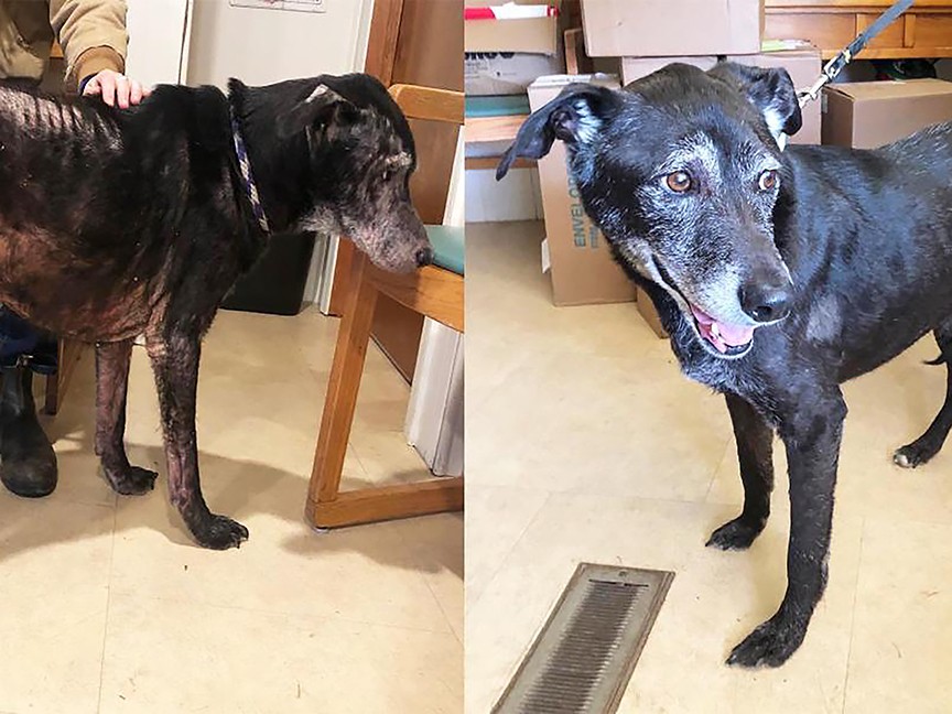Olympic Peninsula Humane Society (OPHS) Impact