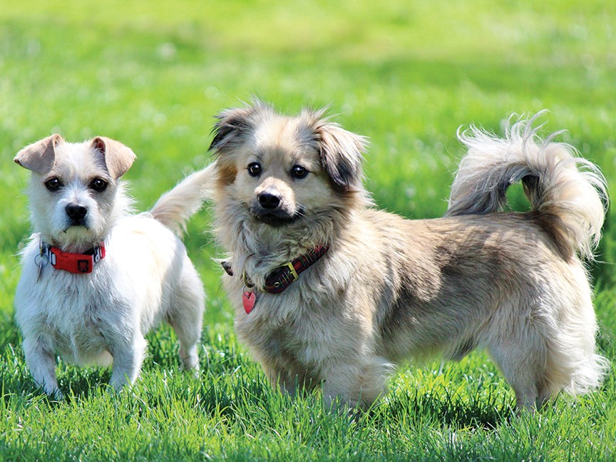 Southern Oregon Humane Society Impact