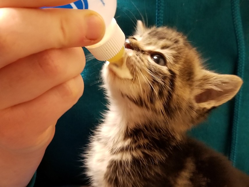 Yakima Humane Society Impact