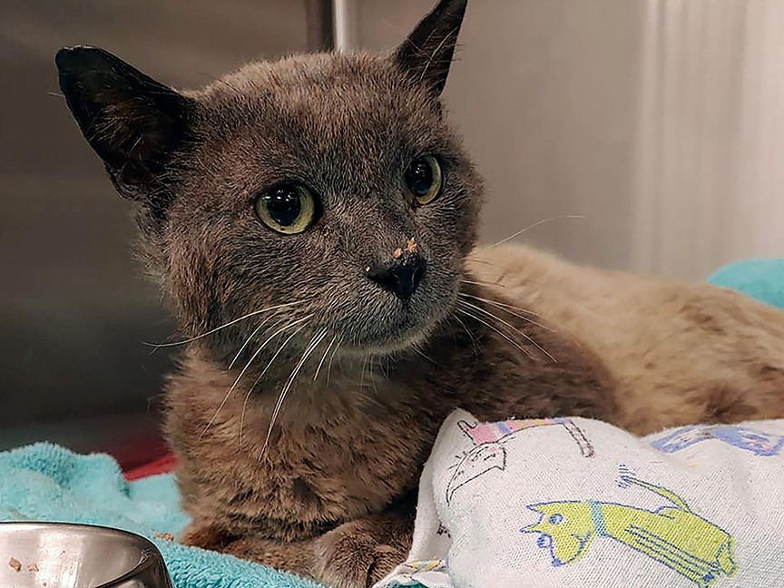 Juneau Animal Rescue Impact