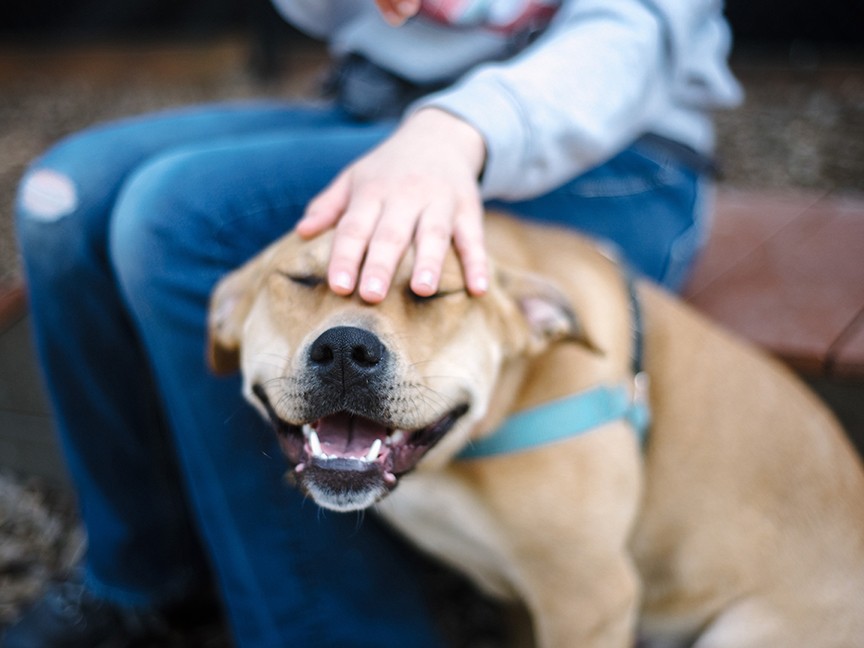 Oregon Humane Society (OHS) Impact