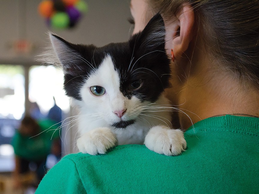 Humane Society of Greater Dayton Impact