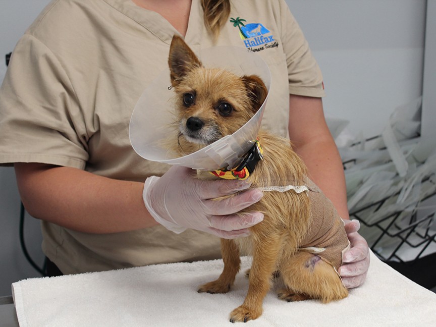 Halifax Humane Society, Inc. Impact