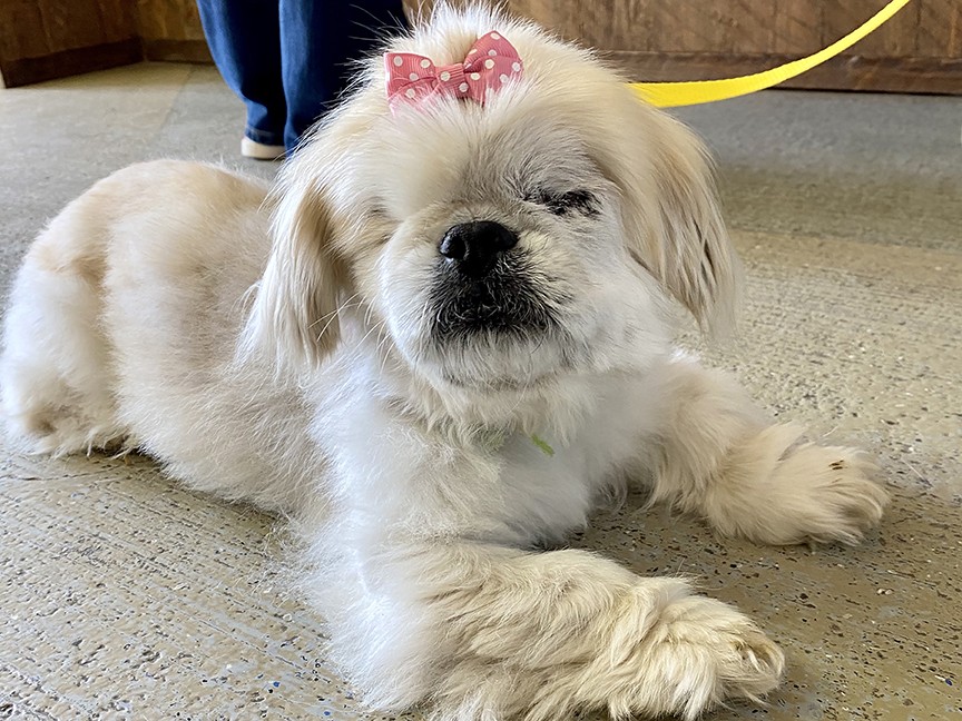 Kootenai Humane Society Impact