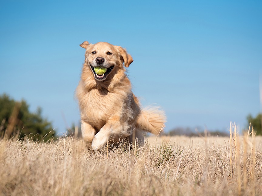 Adopt a Golden Nashville Impact
