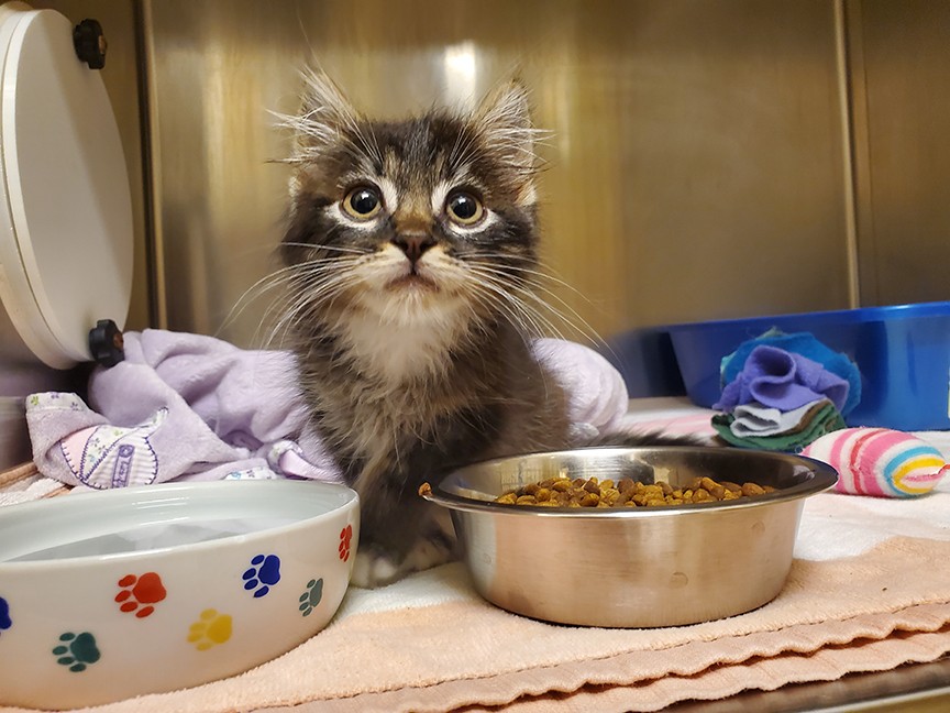 Tony La Russa's Animal Rescue Foundation (ARF) Impact