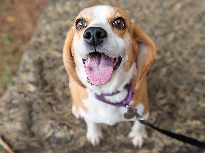 Richmond Animal League Impact