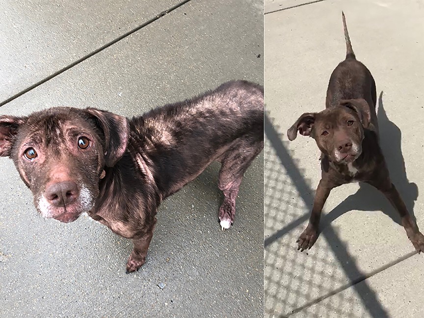 Butler County Humane Society Impact