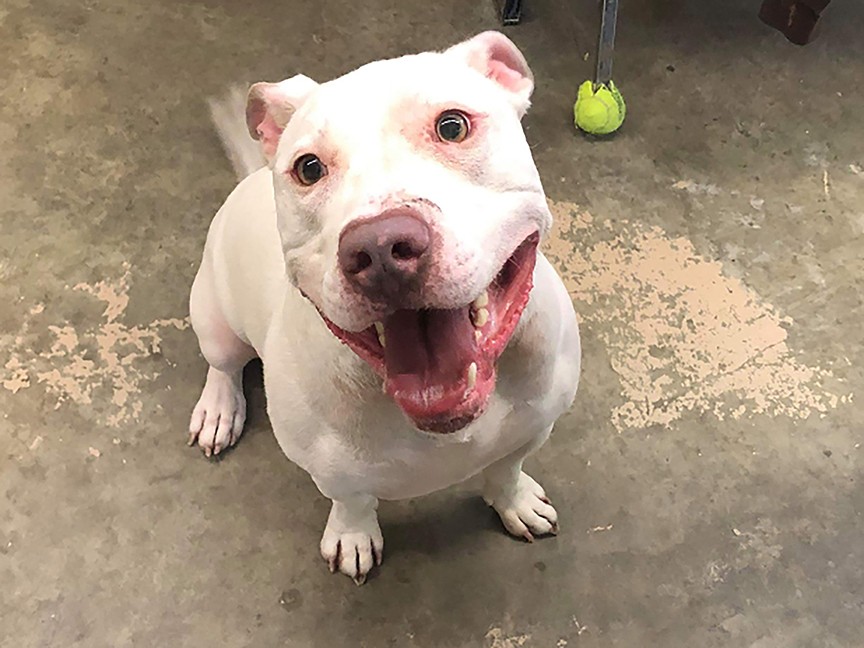 Bradford County Humane Society Impact