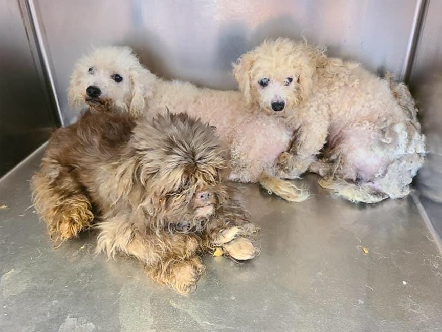 South Hills Pet Rescue Impact