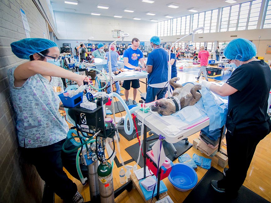 K-9 Angels Rescue Impact
