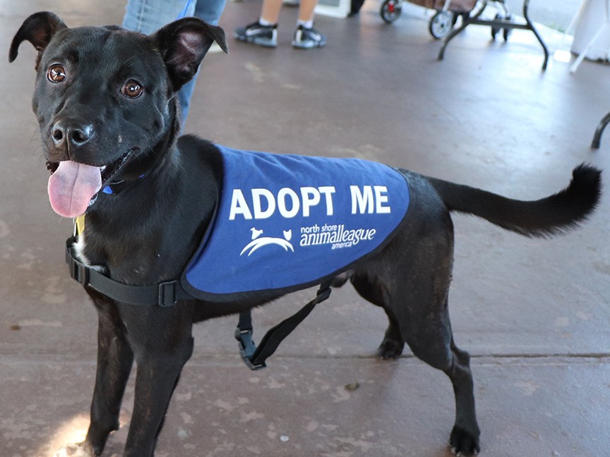 North Shore Animal League America Impact
