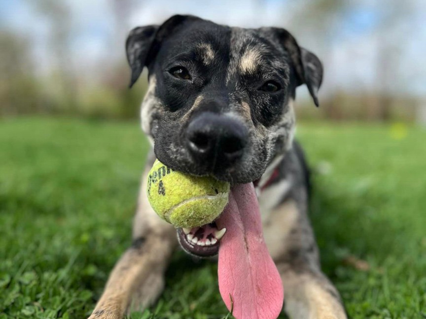 Kiefer is a shelter dog who has a support team to provide the best behavioral support. As a young and highly intelligent dog, he struggled in a shelter environment. We are able to focus on training for him through our behavior team. Impact