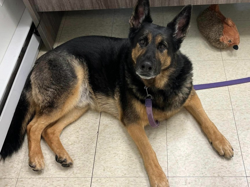 This dog was abandoned in the parking lot of a local supermarket, and was brought to Forever Paws. He was able to receive the medical care he needed, as well as training. He was adopted, and found his forever home with wonderful family. Impact