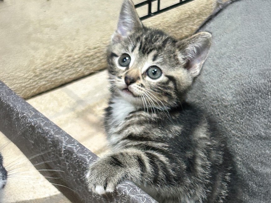 This one female kitten, trapped and spayed by Standish, could have produced over 30 kittens in a single year leading to an estimated 300 kittens over a 10-year span. Most would not survive outdoors, and those that did would continue the cycle. Impact