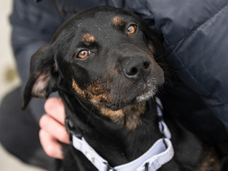 Hershey was featured at an adoption event at McGovern Subaru in Portsmouth in March, 2025. Thanks to the exposure she received, Hershey was adopted by a loving family and is living her best life. Impact