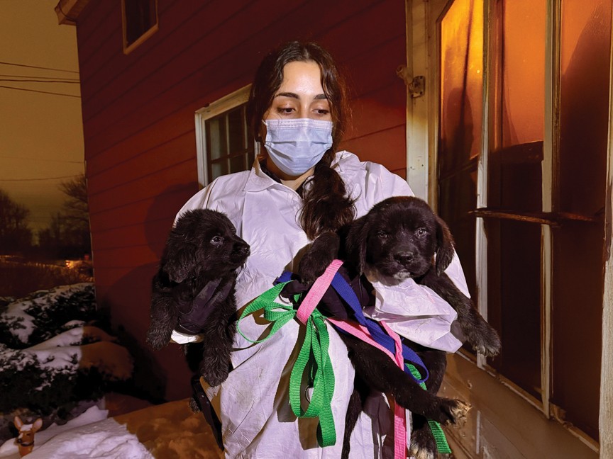 Our hearts ached after rescuing 32 frightened dogs and puppies from severely deplorable and neglectful conditions. These animals were so fearful and malnourished that only extra love, attention, and special medical care could heal them. Impact