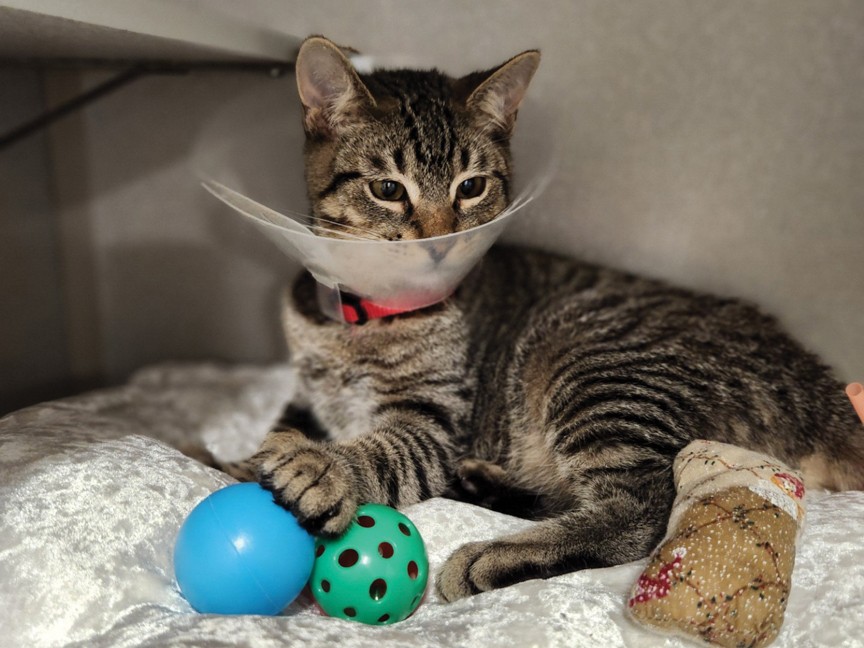Krimpet was rescued from an overcrowded shelter and later returned to AWA for surgery after developing an infection. He's now happy, healthy, and the beloved grandcat of an AWA staff member! Impact