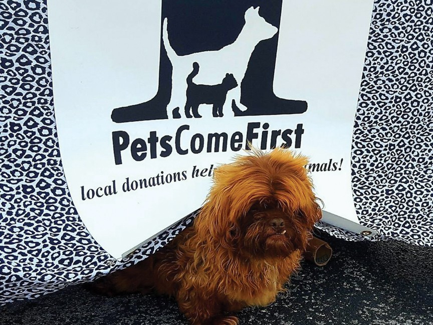 Scrat was one of seven chihuahuas found with their deceased owner. All were vetted and found wonderful homes. Scrat was the first to be adopted! Impact