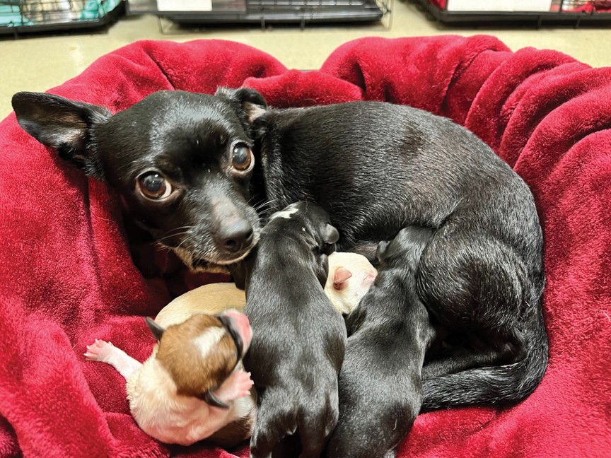 Working with our wonderful local animal control officers, the Lynchburg Humane Society brought in 14 Chihuahuas from a single home. Of the fourteen, four were pregnant and the number quickly grew to 37 with them all giving birth in our care. Impact