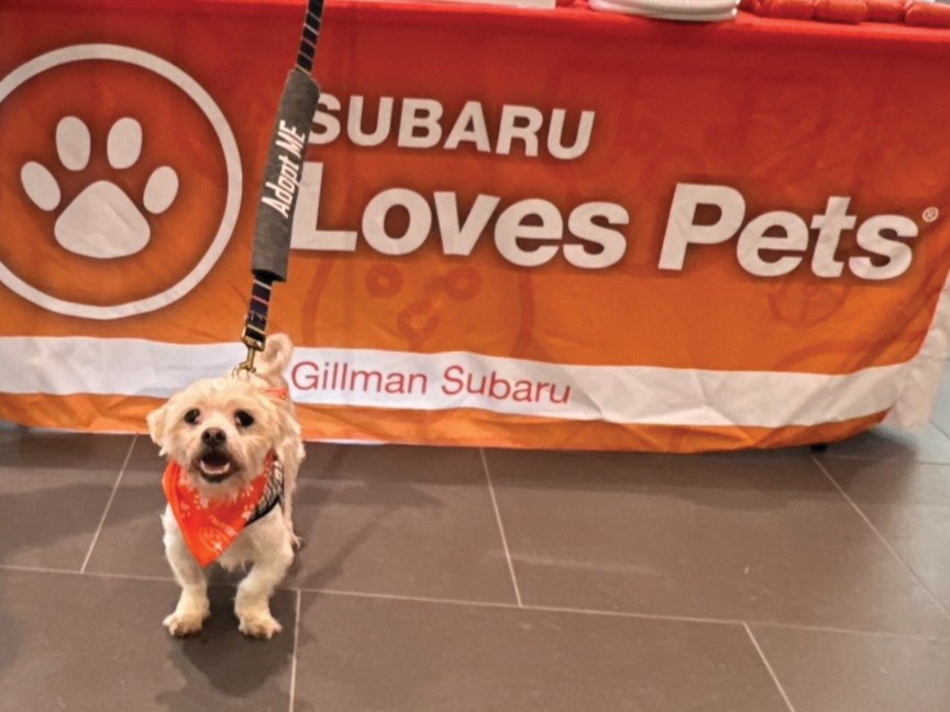 This sweet Shih Tzu was found severely matted, covered in fleas, with two cherry eyes. He had been abandoned and neglected. We had him groomed, vaccinated, neutered, microchipped, and medicated, then found him a loving home. Impact