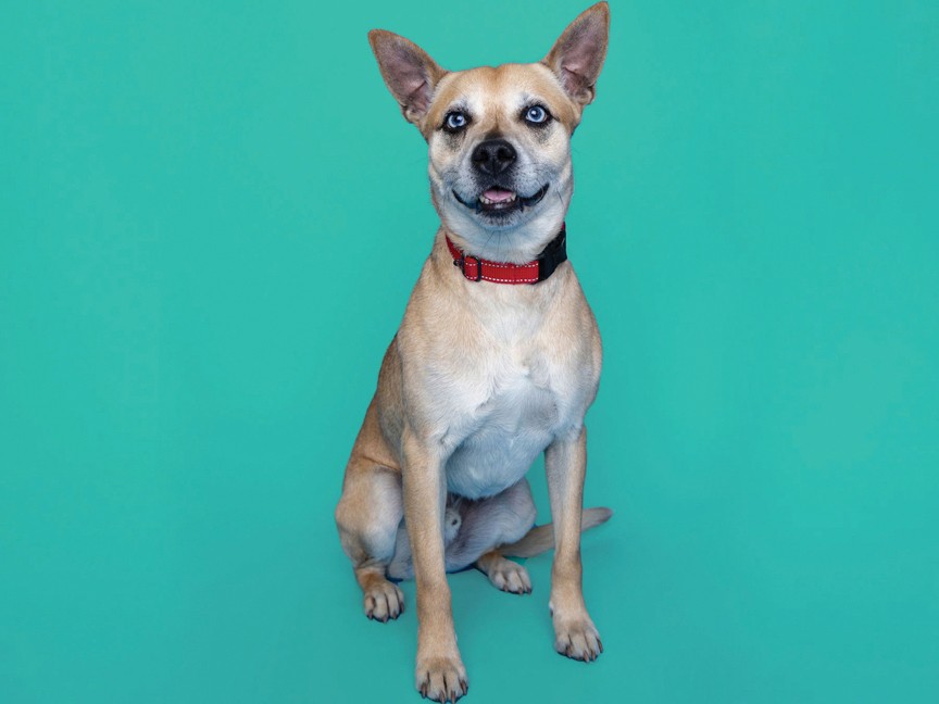 Bruno, an adoptable dog, poses for his picture shortly before adoption. Bruno was able to be microchipped, vaccinated, neutered, and made adoption-ready because of Subaru's support. Impact