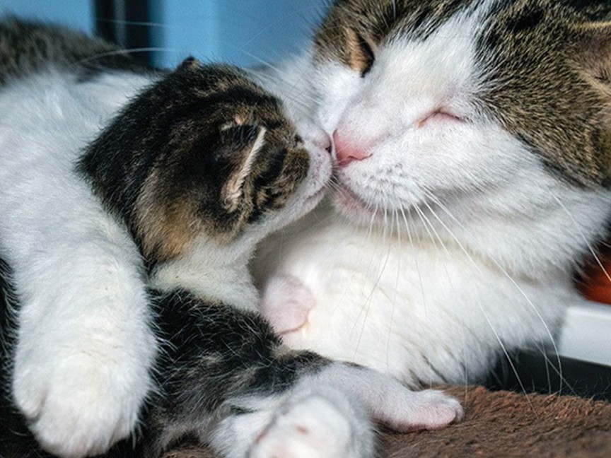 A mother cat and kitten in a loving foster home. Impact