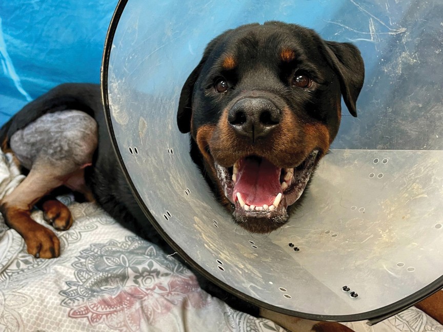 Dexter, once a severely injured dog, now thriving thanks to all our community support and his adopter! Impact