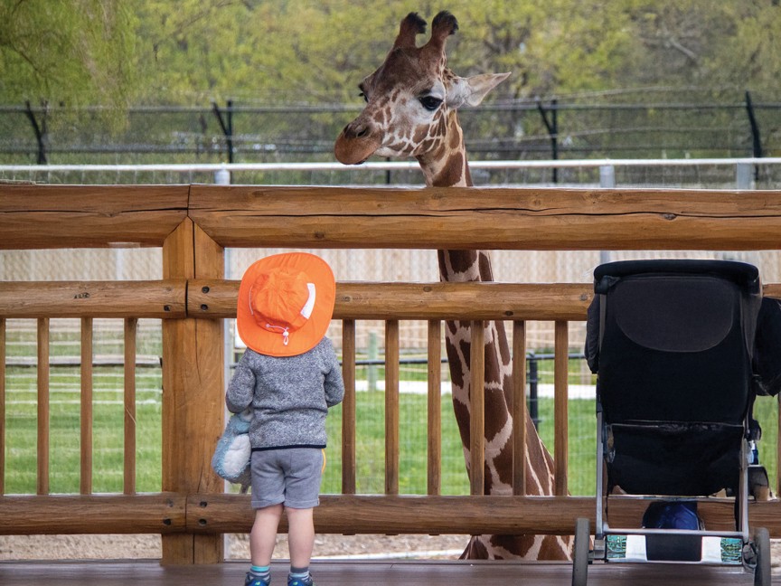 A child in an orange hat visits the giraffes at the Lincoln Children's Zoo, the giraffe looking over the railing towards the child showing engagement with the animals firsthand. Impact