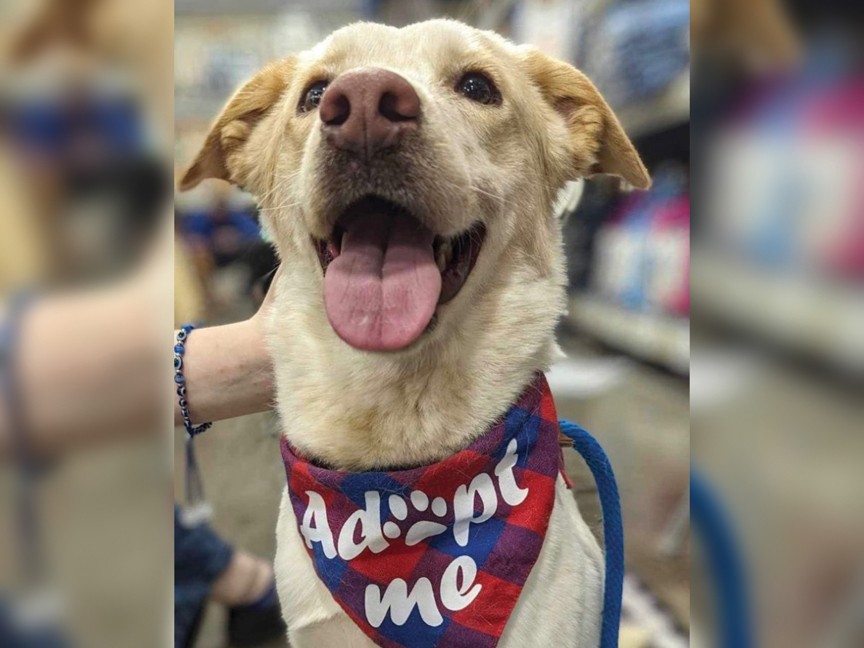 It is always a fun Saturday when we have an off-site adoption event at Green Subaru. The dogs love their day out of the kennel, our volunteers love meeting Subaru customers, and the Subaru team has a great time with the dogs. Impact