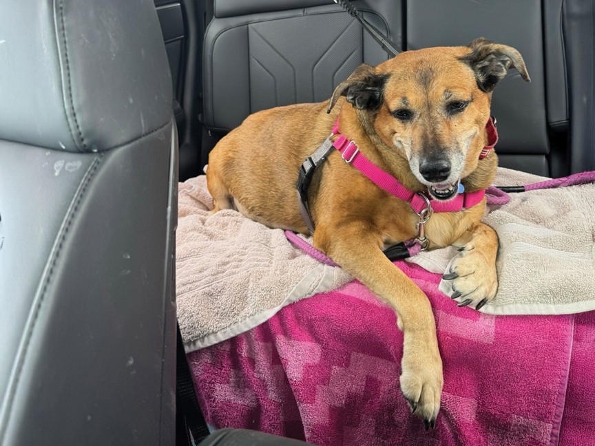 Missy was recently diagnosed with cancer and underwent surgery to remove a tumor. This photo shows her returning to PAWS after her procedure, a little groggy but in good spirits. We're so grateful for Subaru of Pueblo's continued support. Impact